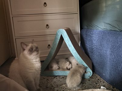 Ragdoll – Labrador