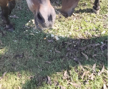 Miniature – Bullsbrook