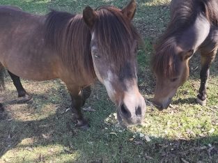 Miniature – Bullsbrook