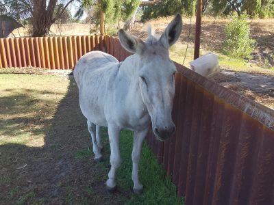 Donkey – Bullsbrook