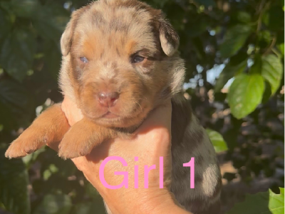 Australian Kelpie – Queens Park