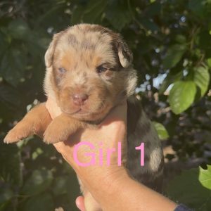 Australian Kelpie – Queens Park