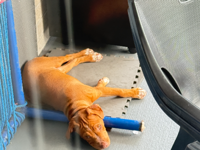 American Staffordshire Bull Terrier – Augustine Heights