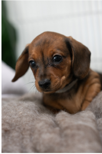 Miniature Dachshund – Hamlyn Heights