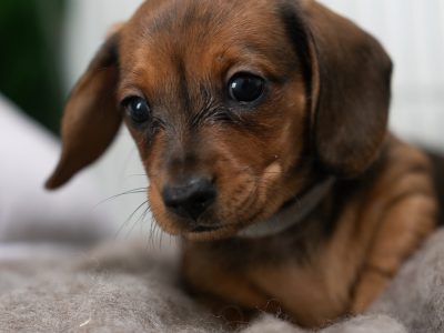 Miniature Dachshund – Hamlyn Heights