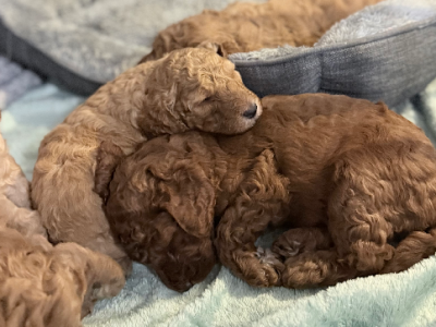 Poodle Standard – Krystal Roberts