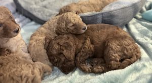 Poodle Standard – Krystal Roberts