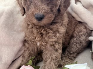 Poodle Standard – Krystal Roberts