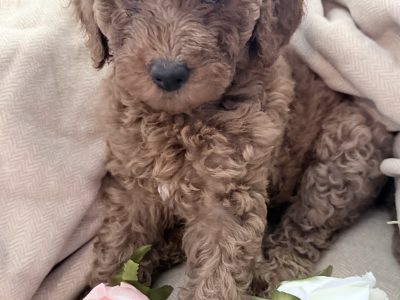 Poodle Standard – Krystal Roberts