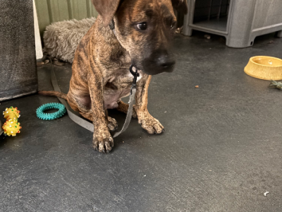 American Staffordshire Bull Terrier – Henley Beach