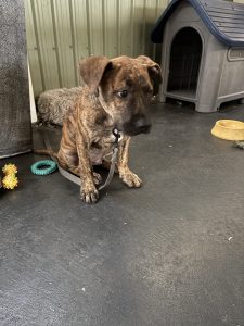 American Staffordshire Bull Terrier – Henley Beach