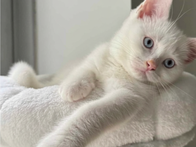 British Shorthair – Haymarket