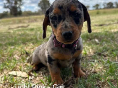 Miniature Dachshund – Dalveen