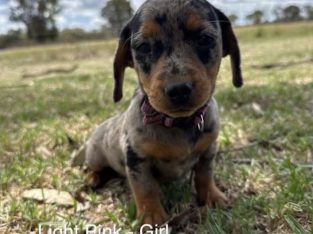 Miniature Dachshund – Dalveen