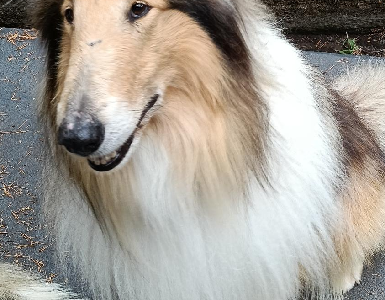 Collie (Rough) – Gembrook