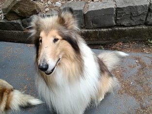 Collie (Rough) – Gembrook