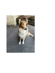 Collie (Rough) – Gembrook