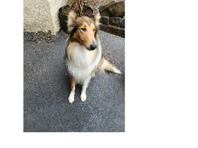 Collie (Rough) – Gembrook