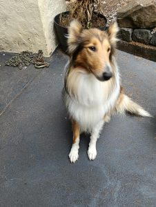 Collie (Rough) – Gembrook