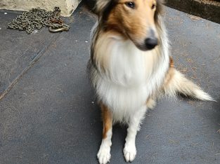 Collie (Rough) – Gembrook
