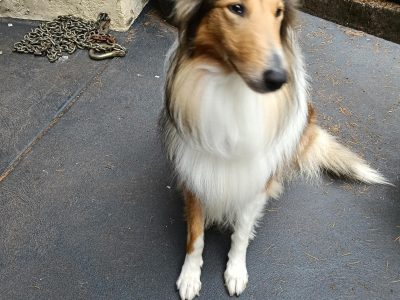 Collie (Rough) – Gembrook