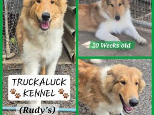 Collie (Rough) – Glass House Mountains