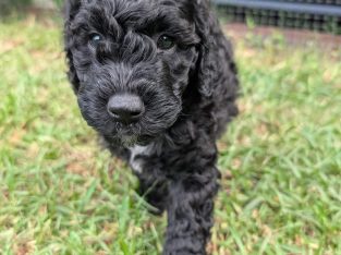 Groodle – Skye oppio