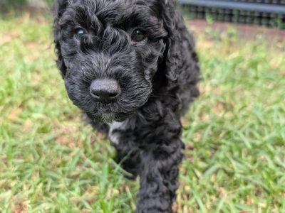 Groodle – Skye oppio