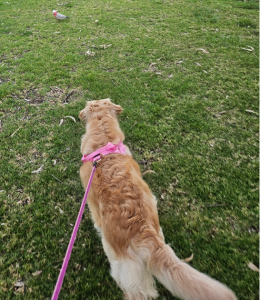 Golden Retriever – Mawson Lakes