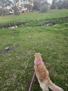 Golden Retriever – Mawson Lakes