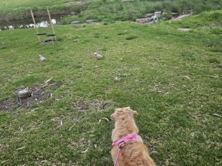 Golden Retriever – Mawson Lakes