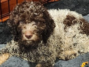 Lagotto Romagnolo – Point Cook