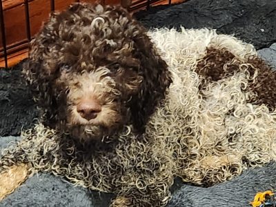 Lagotto Romagnolo – Point Cook