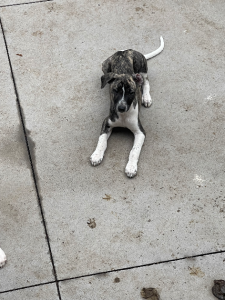 Whippet – Bellarine