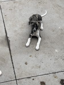 Whippet – Bellarine