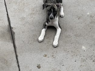 Whippet – Bellarine