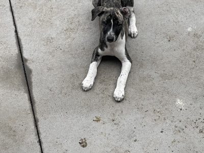 Whippet – Bellarine