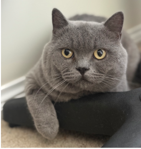 British Shorthair – Wallan
