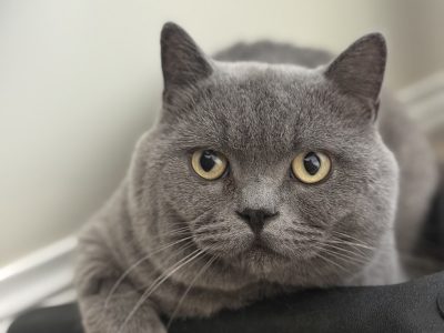 British Shorthair – Wallan
