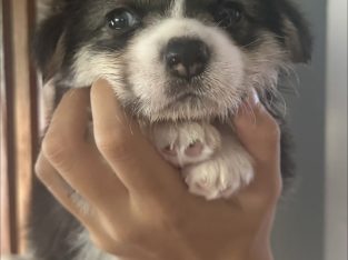 Corgi – South Brisbane