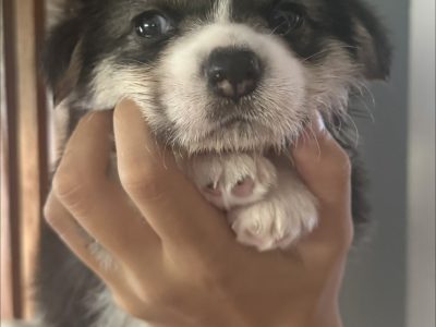 Corgi – South Brisbane