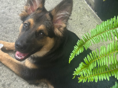 German Shepherd – Frankston South
