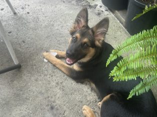 German Shepherd – Frankston South