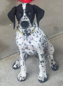 Pointer – Ballarat