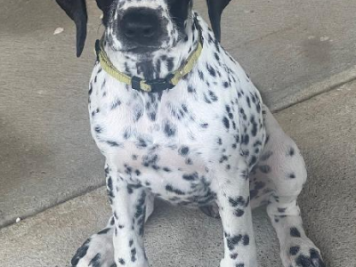 Pointer – Ballarat