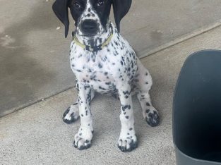 Pointer – Ballarat