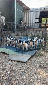 Australian Stumpy Tail Cattle Dog – The Rock