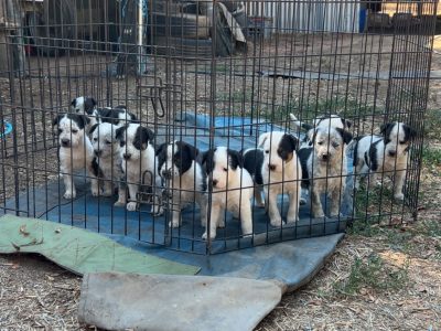 Australian Stumpy Tail Cattle Dog – The Rock