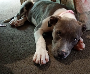 American Staffordshire Bull Terrier – Murray Bridge
