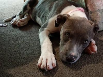 American Staffordshire Bull Terrier – Murray Bridge
